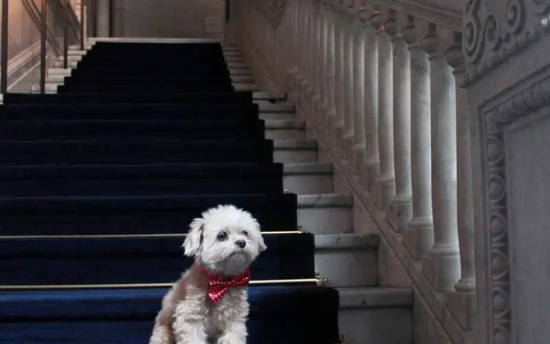 Un perro sentado en las escaleras