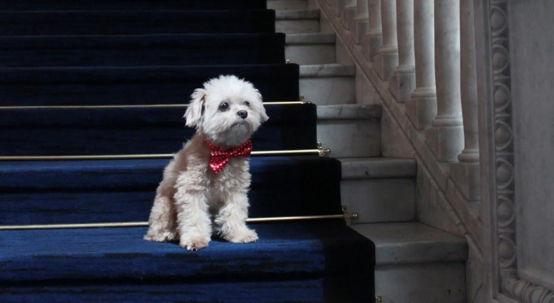 Un perro sentado en las escaleras