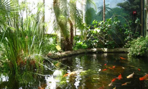 Un estanque koi rodeado de vegetación en el Jardín Botánico de Washington Park.