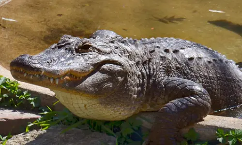 Un caimán en el zoo de Scovill, Decatur, Illinois.