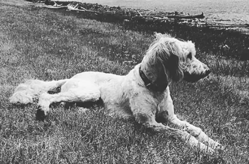 Un perro tumbado en la hierba
