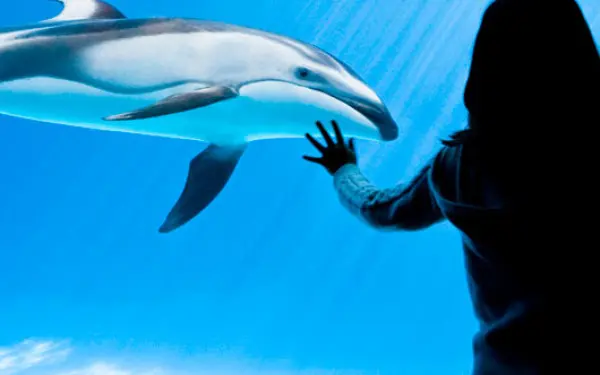 Una mujer observa un delfín en el acuario Shedd Chicago.