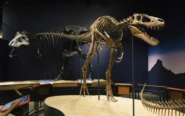 Un esqueleto de T.Rex en un museo