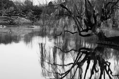Lago con un árbol