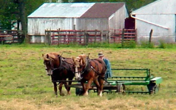 Dos caballos y un hombre rastrillando un campo de hierba
