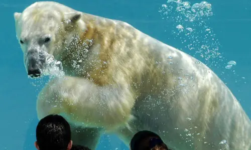 Un oso polar bajo el agua en el zoo de Lincoln Park, Chicago.