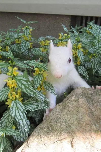 Una ardilla blanca en medio de la vegetación, trepando por una roca