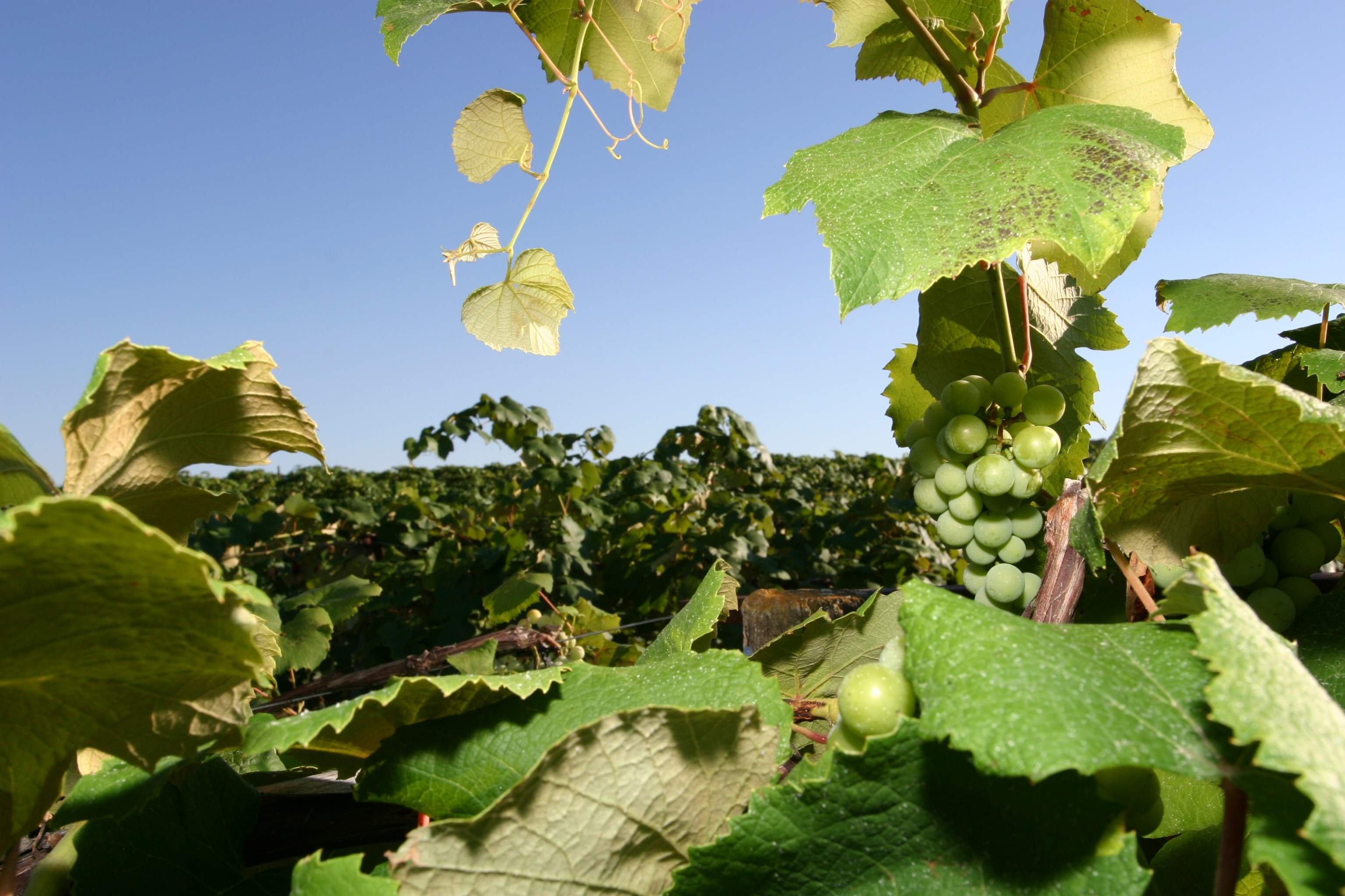 Primer plano de uvas en un viñedo de Nauvoo.