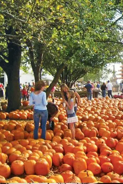 Muchas calabazas esparcidas por el suelo