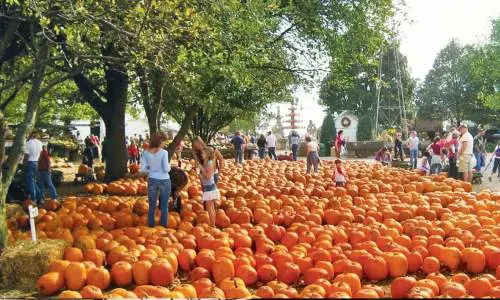 Muchas calabazas esparcidas por el suelo