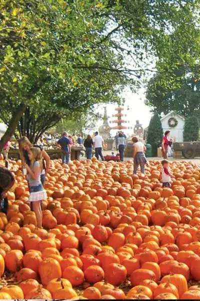 Un campo de calabazas