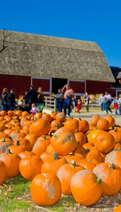 Muchas calabazas colocadas