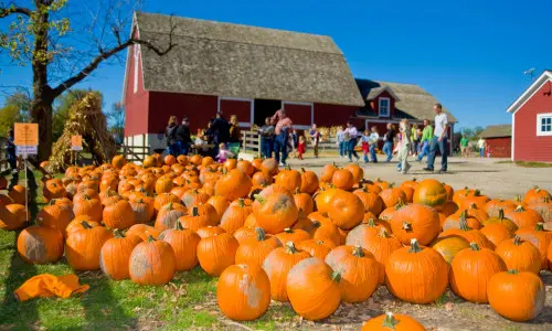 Muchas calabazas colocadas