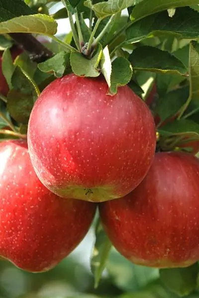 Tres manzanas en una rama