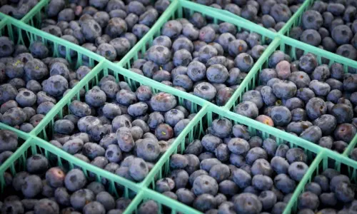 Cajas de arándanos