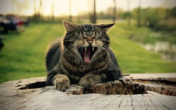 Un gato sentado en un tronco de madera bostezando