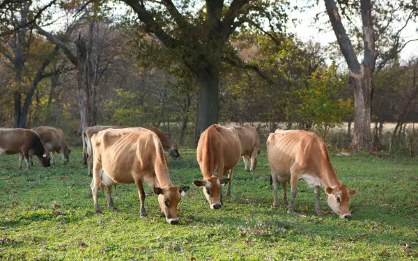 Vacas pastando en un prado