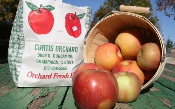 Manzanas fuji frescas recogidas en el huerto Curtis de Champaign-Urbana.