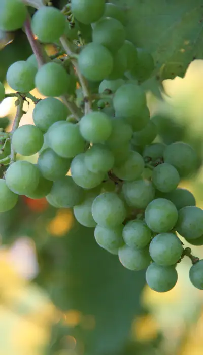 Uvas