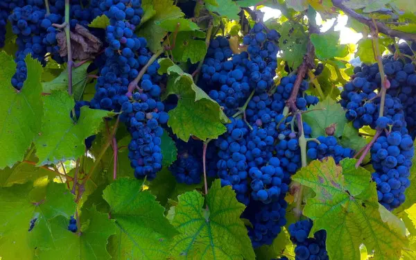 Una vibrante vid azul