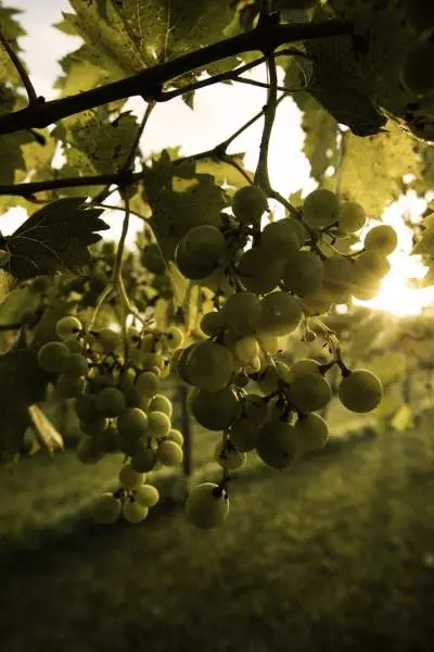 El sol brilla a través de las vides en un viñedo