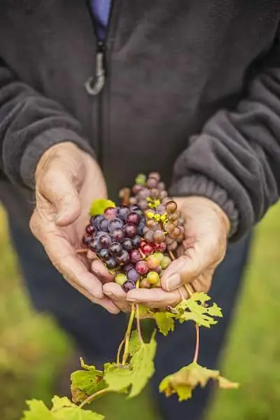 Las manos de un hombre sosteniendo uvas