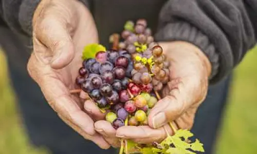 Las manos de un hombre sosteniendo uvas