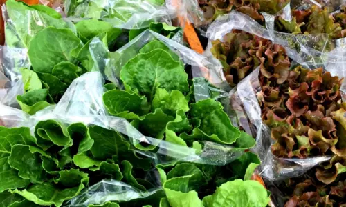 Bolsas de lechuga