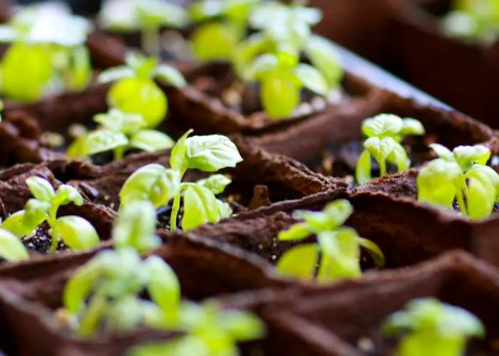 Múltiples plantas en el suelo