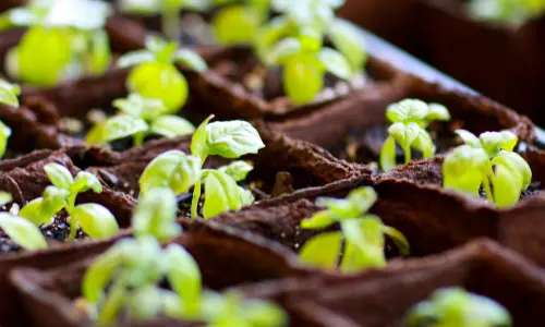 Múltiples plantas en el suelo