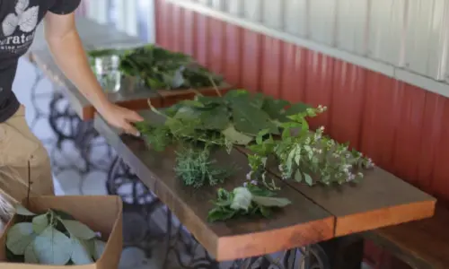 Una mesa con plantas