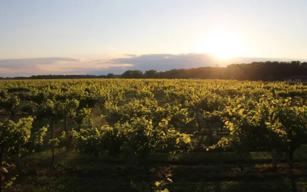 La puesta de sol sobre un viñedo