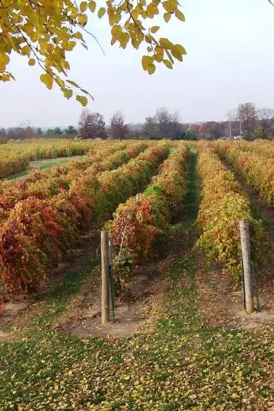 Hileras de uvas en un viñedo