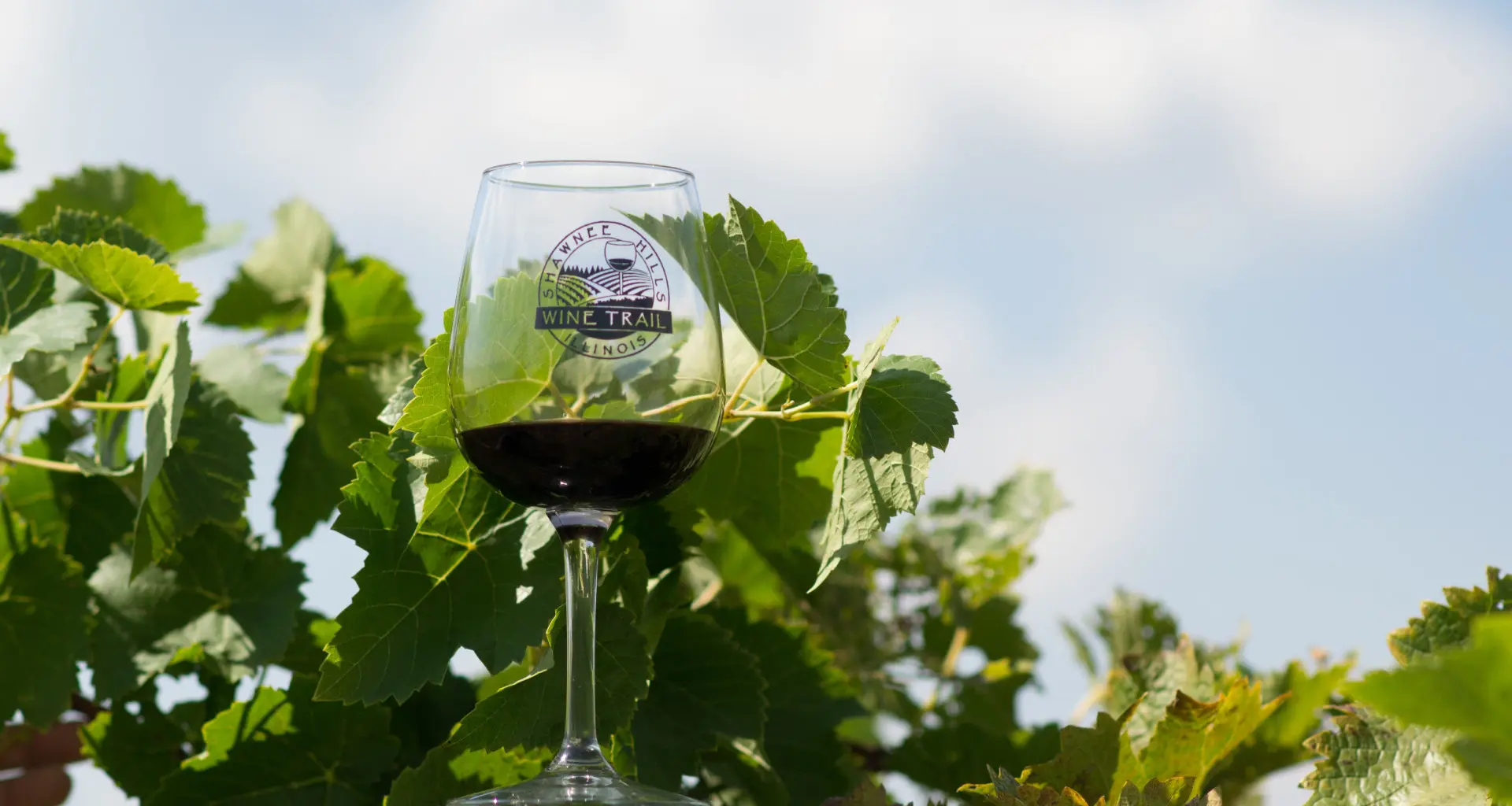 Copa de vino en un viñedo