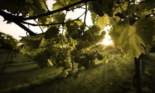 Uvas en un viñedo
