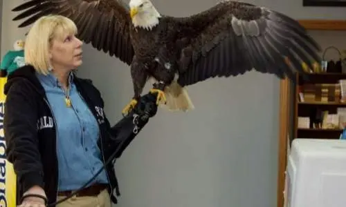 Una mujer con un águila calva en la mano