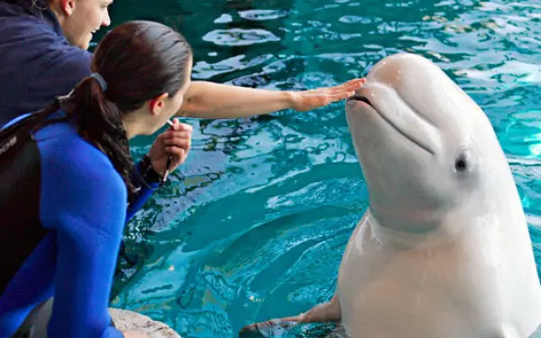 Una beluga recibe caricias en el hocico.