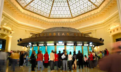 Gente rodeando la exposición Arrecife del Caribe en el acuario Shedd.