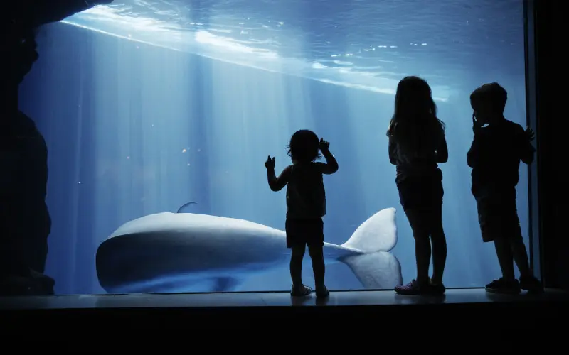 Niños mirando una ballena a través del cristal