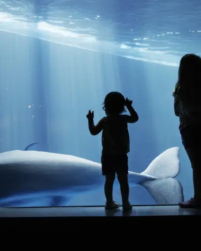 Niños mirando una ballena a través del cristal