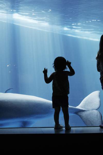 Niños mirando una ballena a través del cristal