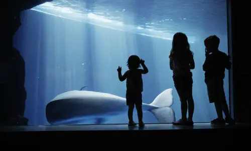 Niños mirando una ballena a través del cristal