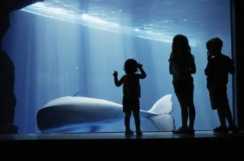 Niños mirando una ballena a través del cristal