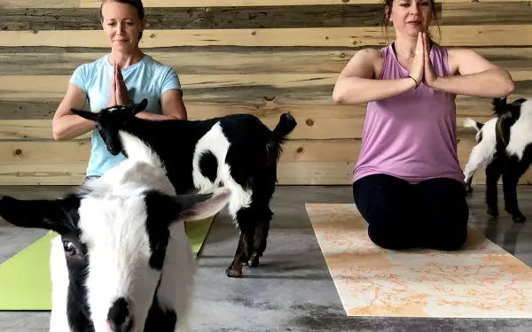 Yoga con cabras 
