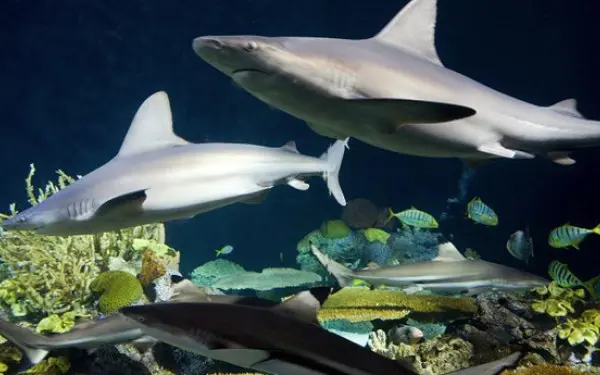 Un escalofrío de tiburones en el acuario Shedd.