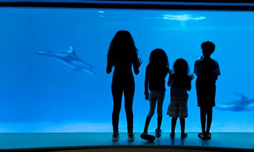 Un grupo de niños observa delfines en el Shedd Aquarium