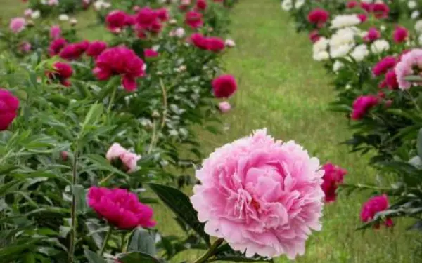 Un jardín de peonías rosas en la granja Peony Hill de Harrisburg