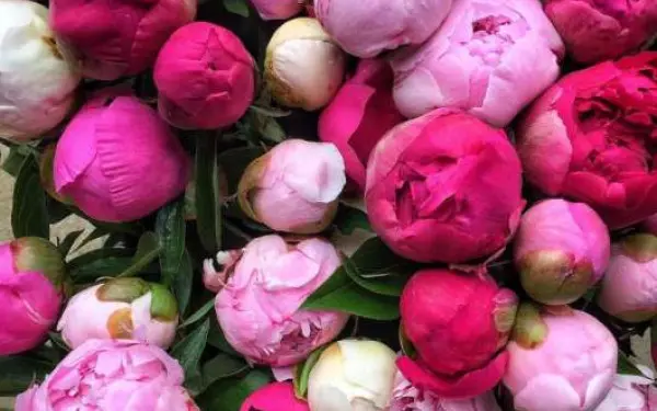 Un ramo de peonías en la granja Peony Hill