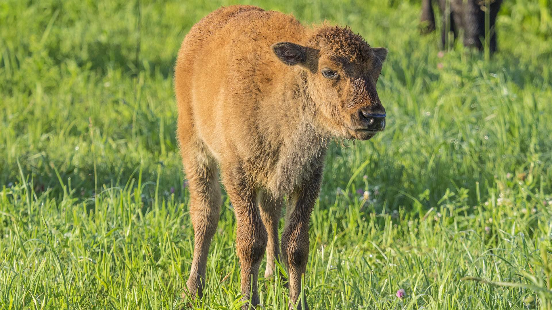 Un joven bisonte de pie en las praderas