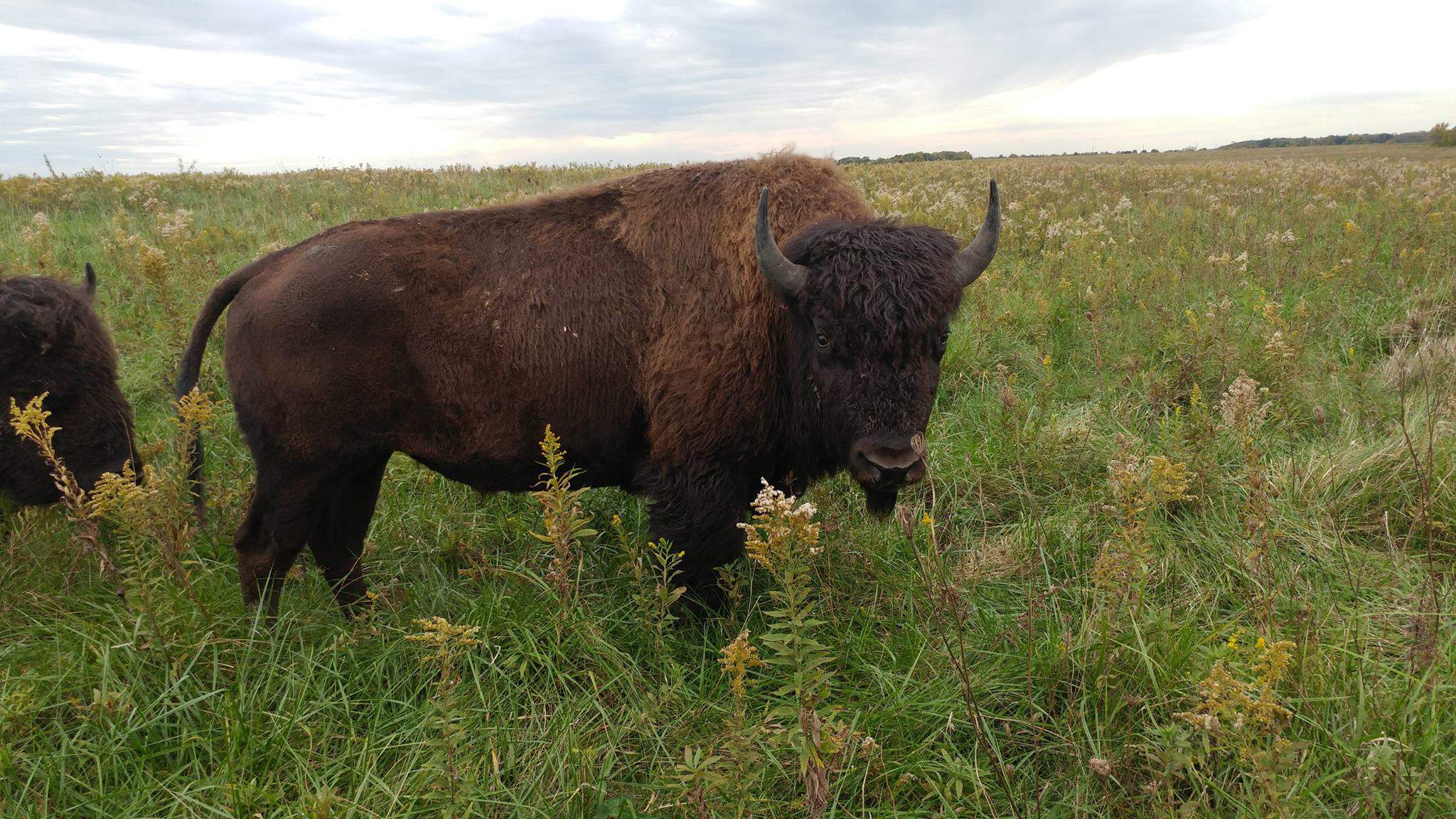 Un bisonte en la pradera